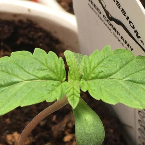 Devil Cookies One | USA Genetics 2026. Week 1