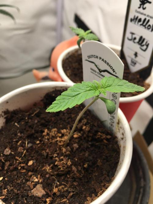 Devil Cookies One | USA Genetics 2026. Week 1