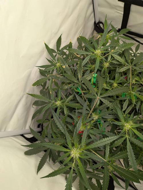 Sticky broccoli  🥦 Eternity Cup 2026. Week 9