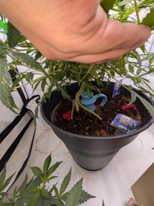 Sticky broccoli  🥦 Eternity Cup 2026. Week 9