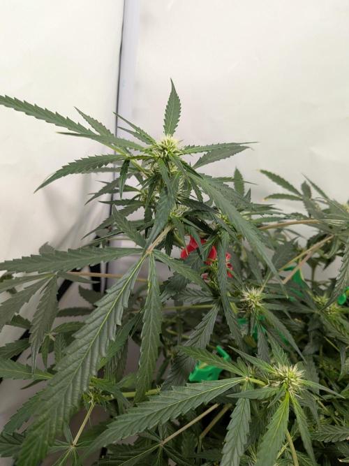 Sticky broccoli  🥦 Eternity Cup 2026. Week 9