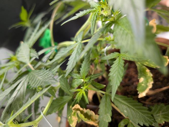 🥦Honey, I Shrunk the Broccoli! Micro. Week 6