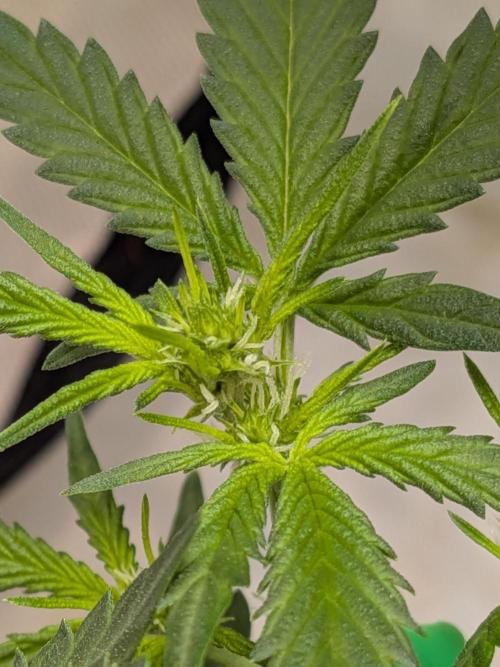 🥦Honey, I Shrunk the Broccoli! Micro. Week 6