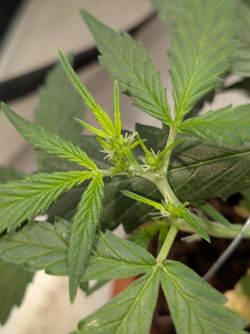 🥦Honey, I Shrunk the Broccoli! Micro. Week 6