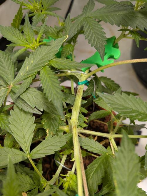 🥦Honey, I Shrunk the Broccoli! Micro. Week 6