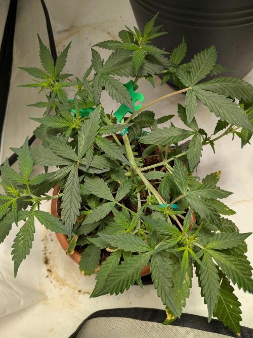 🥦Honey, I Shrunk the Broccoli! Micro. Week 6