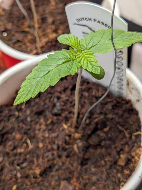 Devil Cookies One | USA Genetics 2026. Week 1