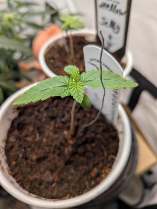 Devil Cookies One | USA Genetics 2026. Week 1