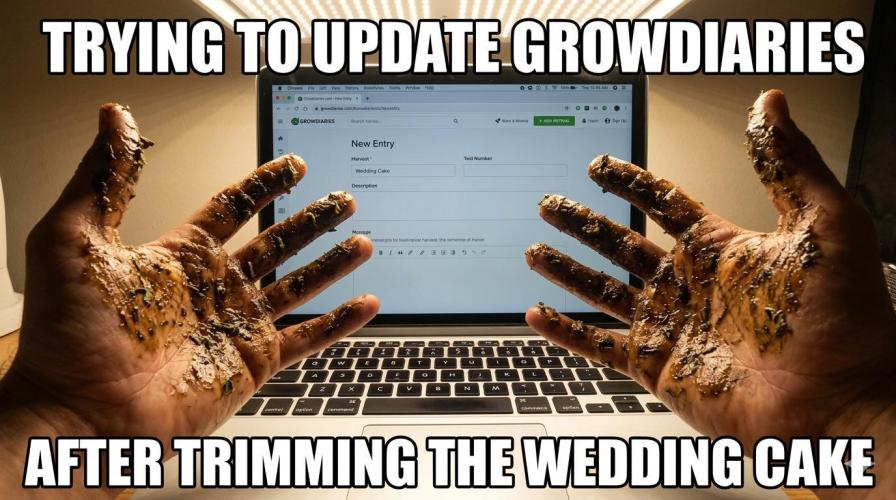 Zamnesia Seeds - Wedding Cake Automatic door wolfvb
