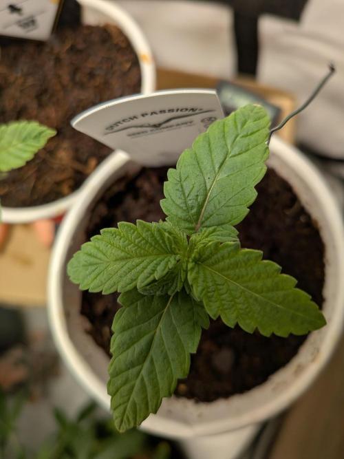 Devil Cookies One | USA Genetics 2026. Week 1
