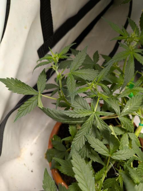 🥦Honey, I Shrunk the Broccoli! Micro. Week 6