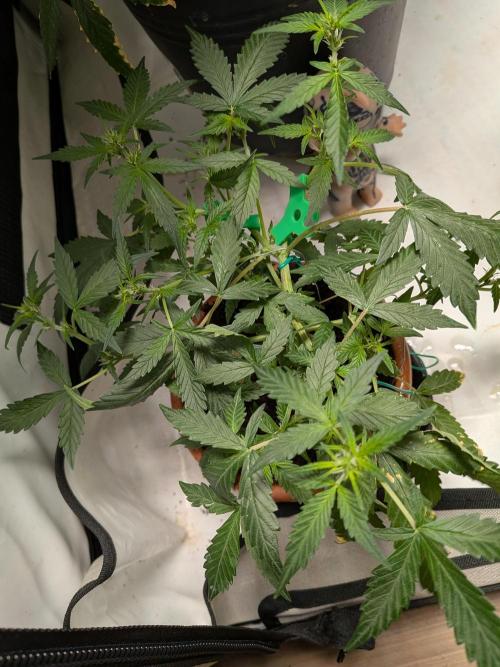 🥦Honey, I Shrunk the Broccoli! Micro. Week 6