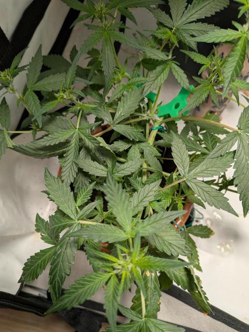🥦Honey, I Shrunk the Broccoli! Micro. Week 6