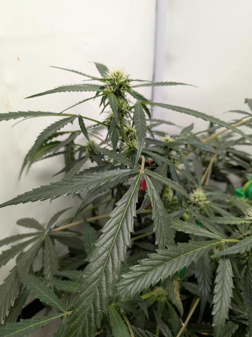 Sticky broccoli  🥦 Eternity Cup 2026. Week 9
