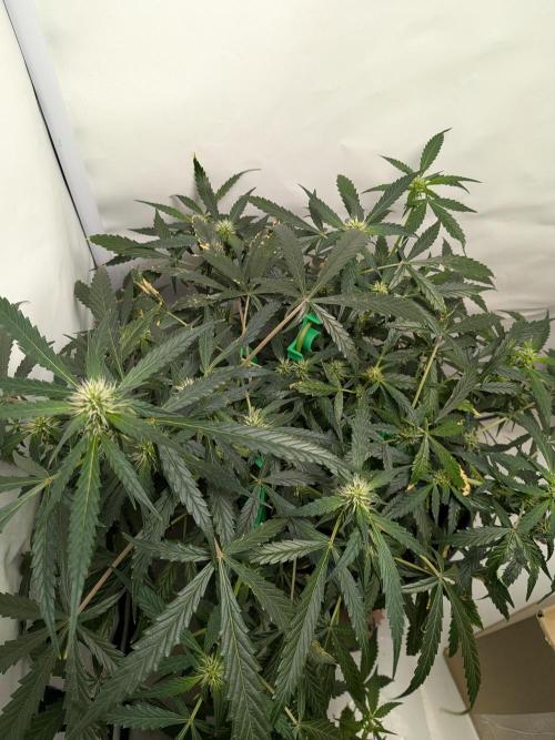 Sticky broccoli  🥦 Eternity Cup 2026. Week 9