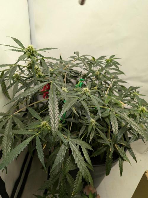 Sticky broccoli  🥦 Eternity Cup 2026. Week 9