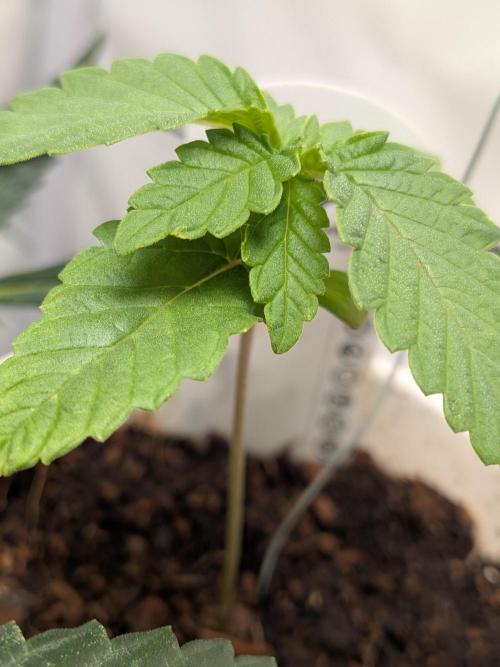 Devil Cookies One | USA Genetics 2026. Week 2
