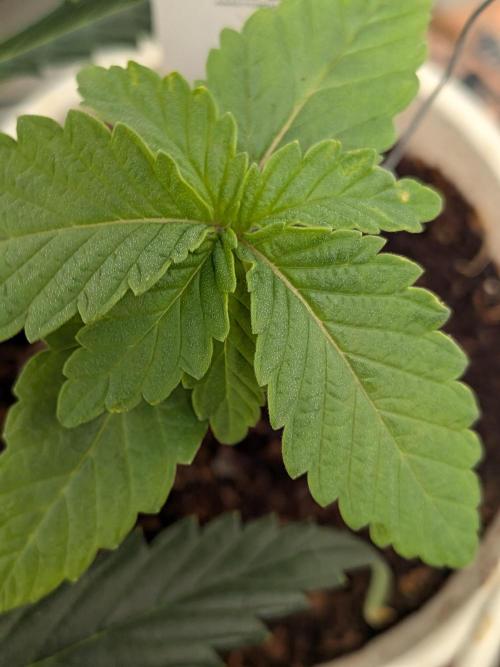 Devil Cookies One | USA Genetics 2026. Week 2