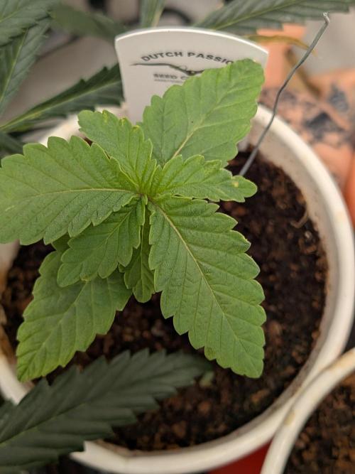 Devil Cookies One | USA Genetics 2026. Week 2