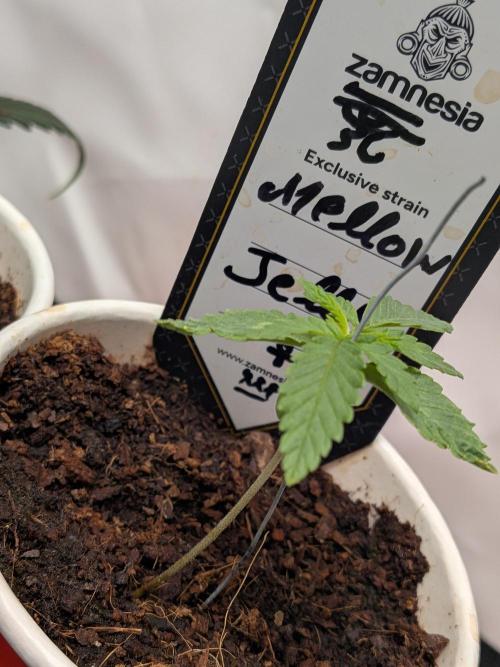 Mellow Jelly | Exclusive Zamnesia. Week 2