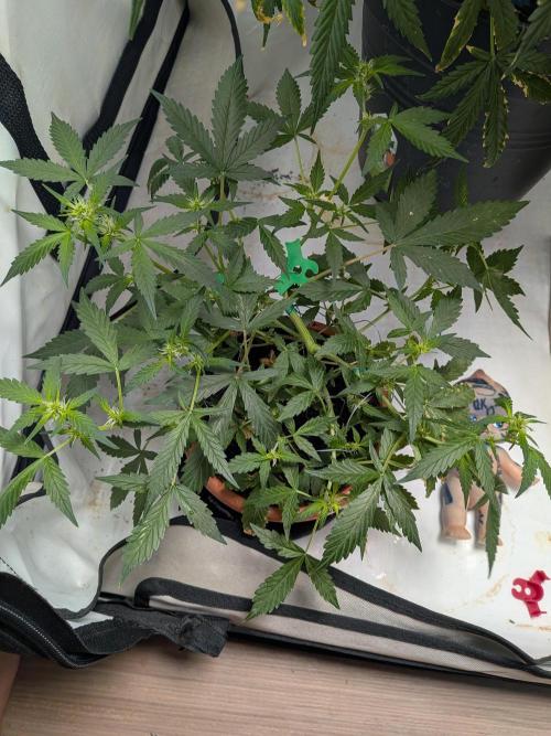 🥦Honey, I Shrunk the Broccoli! Micro. Week 7