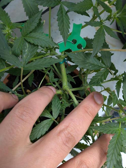 🥦Honey, I Shrunk the Broccoli! Micro. Week 7