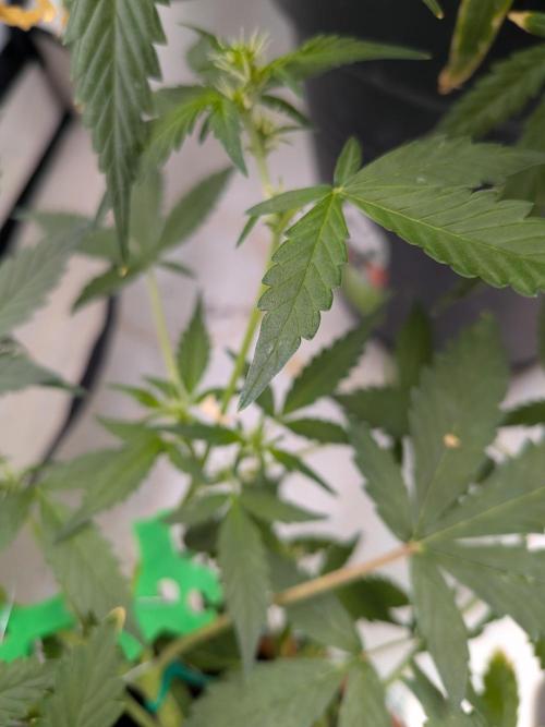 🥦Honey, I Shrunk the Broccoli! Micro. Week 7