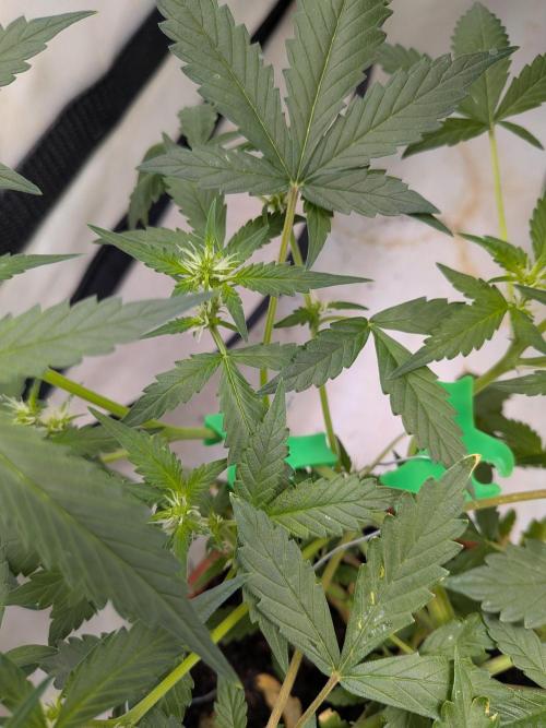 🥦Honey, I Shrunk the Broccoli! Micro. Week 7
