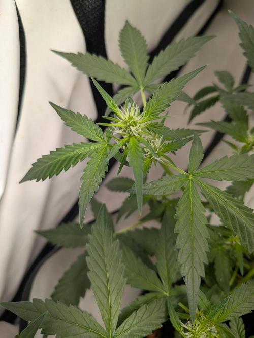 🥦Honey, I Shrunk the Broccoli! Micro. Week 7