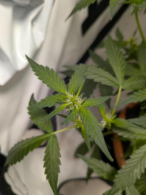 🥦Honey, I Shrunk the Broccoli! Micro. Week 7