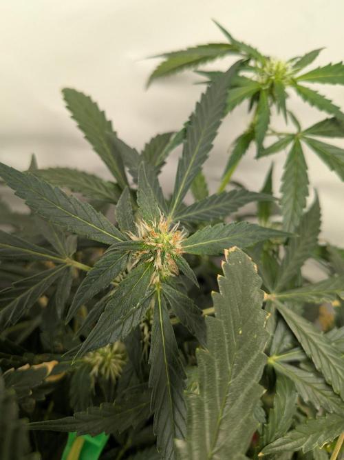 Sticky broccoli  🥦 Eternity Cup 2026. Week 10