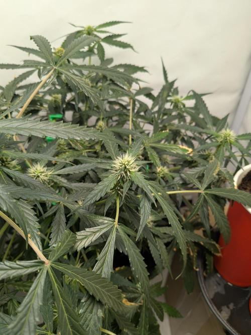 Sticky broccoli  🥦 Eternity Cup 2026. Week 10