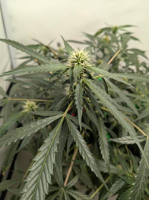 Sticky broccoli  🥦 Eternity Cup 2026. Week 10