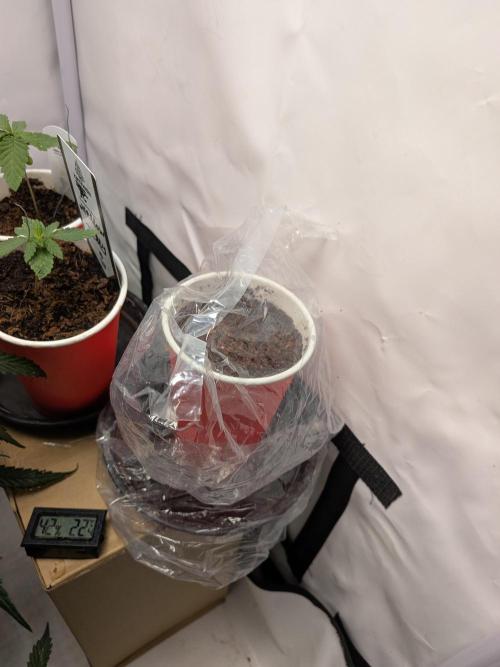 Khalifa Kush | outdoor 2026. Week 0
