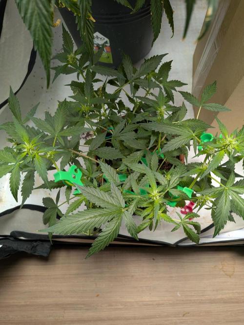 🥦Honey, I Shrunk the Broccoli! Micro. Week 7