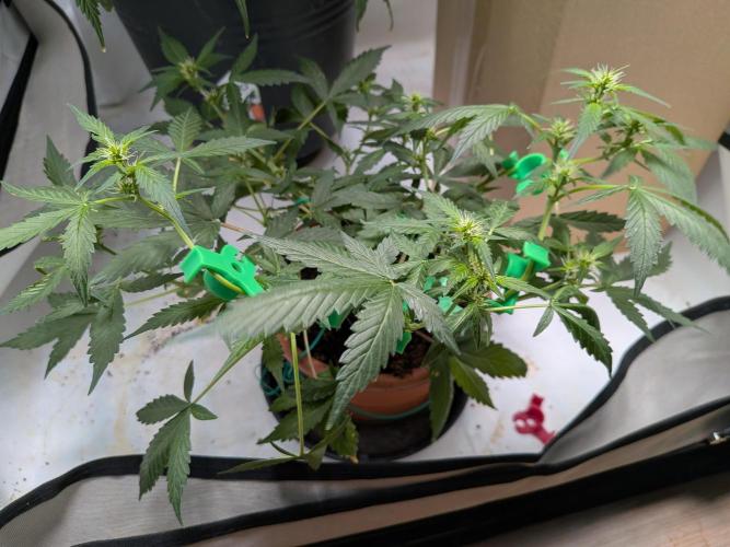 🥦Honey, I Shrunk the Broccoli! Micro. Week 7