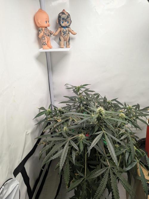 Sticky broccoli  🥦 Eternity Cup 2026. Week 10