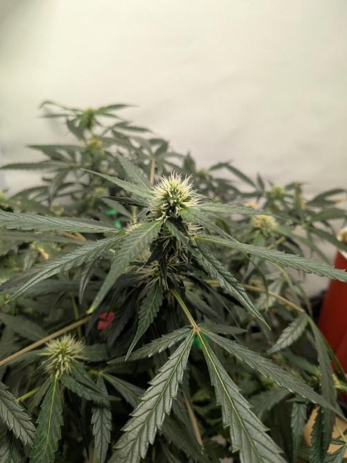 Sticky broccoli  🥦 Eternity Cup 2026. Week 10