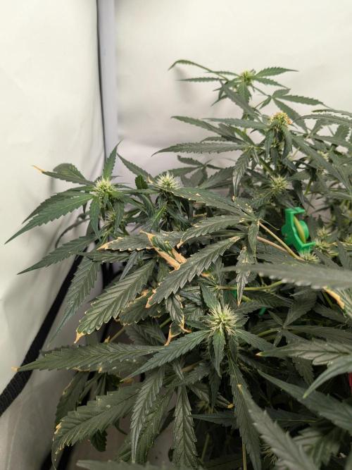 Sticky broccoli  🥦 Eternity Cup 2026. Week 10