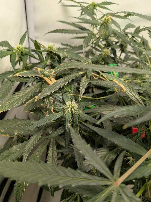 Sticky broccoli  🥦 Eternity Cup 2026. Week 10