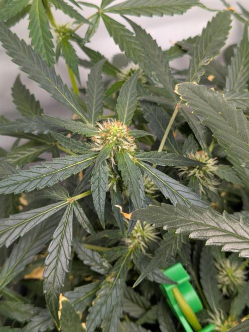 Sticky broccoli  🥦 Eternity Cup 2026. Week 10