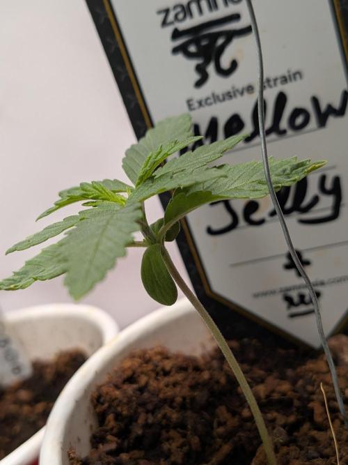 Mellow Jelly | Exclusive Zamnesia. Week 2