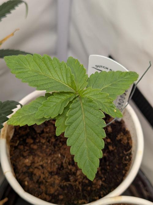 Devil Cookies One | USA Genetics 2026. Week 2