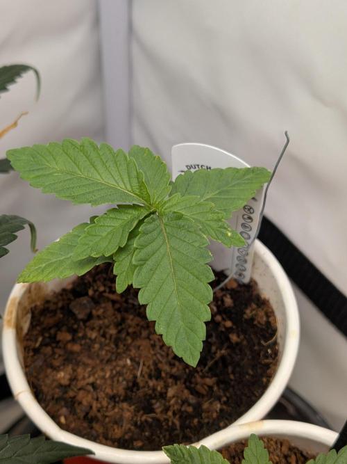 Devil Cookies One | USA Genetics 2026. Week 2