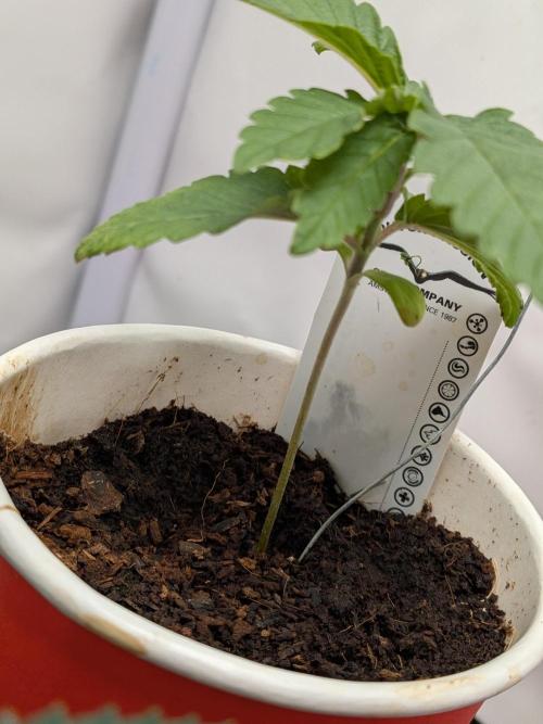 Devil Cookies One | USA Genetics 2026. Week 2