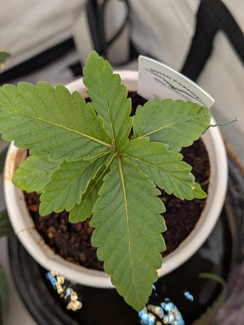 Devil Cookies One | USA Genetics 2026. Week 2