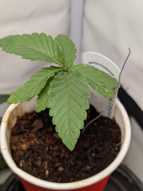 Devil Cookies One | USA Genetics 2026. Week 2