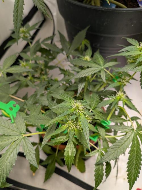 🥦Honey, I Shrunk the Broccoli! Micro. Week 7