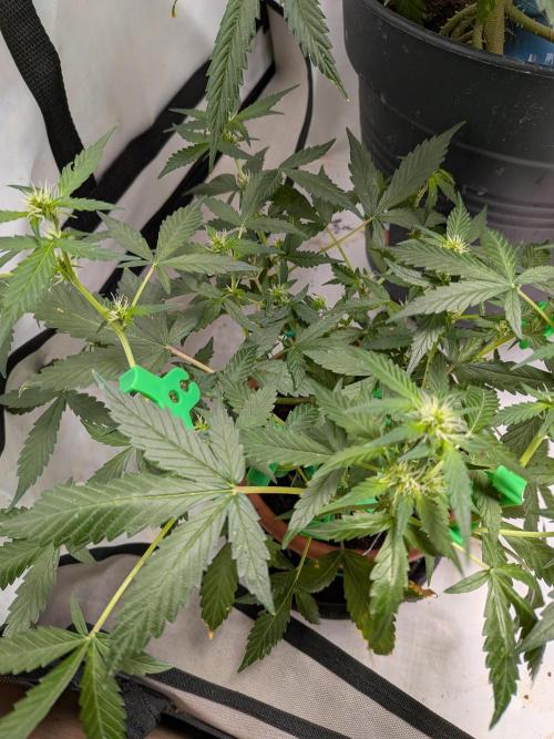 🥦Honey, I Shrunk the Broccoli! Micro. Week 7