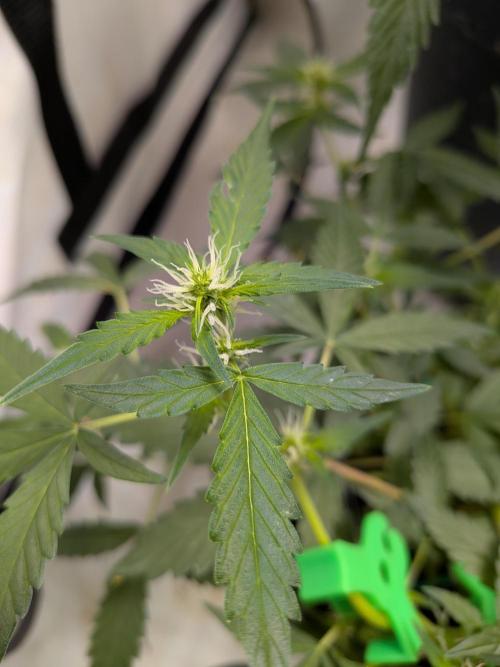 🥦Honey, I Shrunk the Broccoli! Micro. Week 7